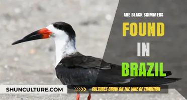 Black Skimmers in Brazil: Exploring Their Presence and Habitat