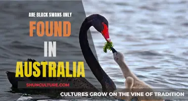 Black Swans: Australia's Unique Wildlife Attraction