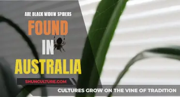 Black Widow Spiders: An Australian Invasion?