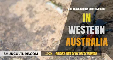 Black Widow Spiders: An Australian Threat?
