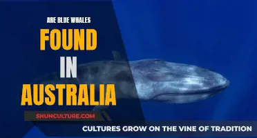 Blue Whale Sightings in Australia: Where and When?
