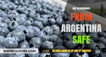 Exploring the Safety of Argentine Blueberries: A Comprehensive Guide