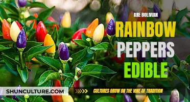 Exploring the Edible, Vibrant Bolivian Rainbow Peppers