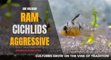 Bolivian Ram Cichlids: Aggressive or Peaceful Tank Mates?