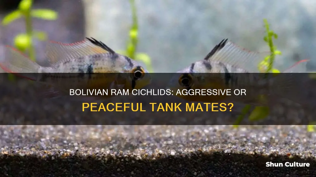 are bolivian ram cichlids aggressive