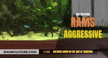 Bolivian Rams: Aggressive or Peaceful Tank Mates?