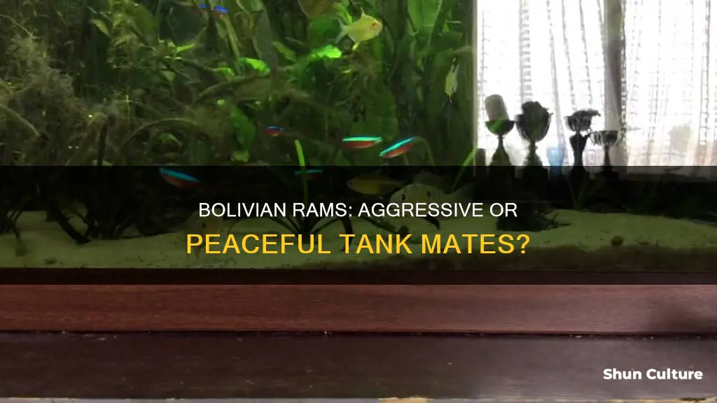 are bolivian rams aggressive