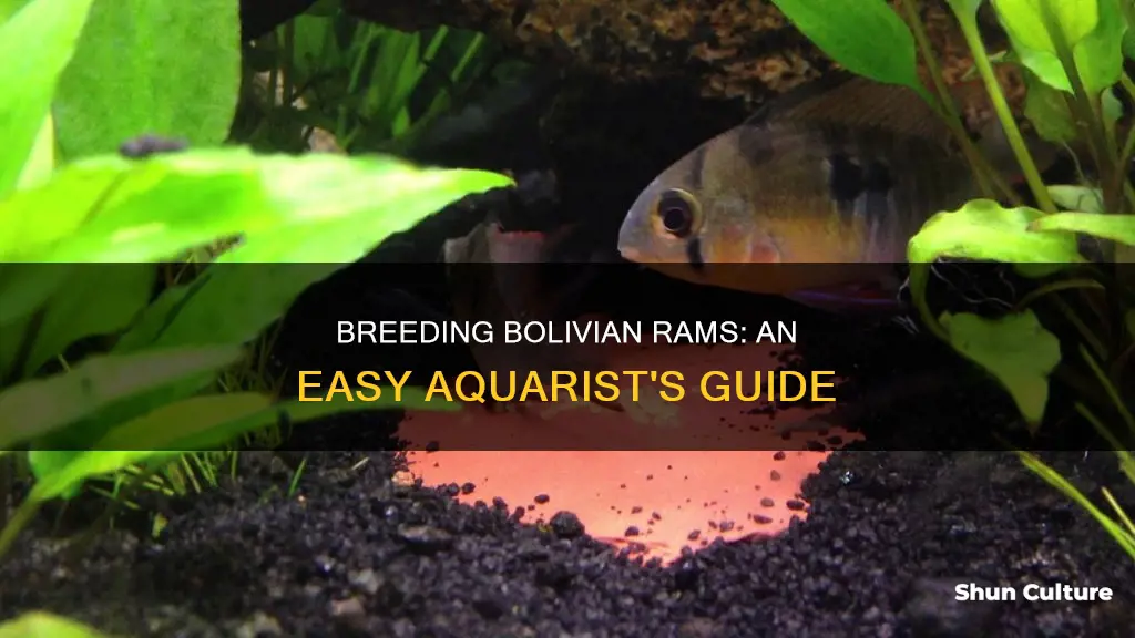 are bolivian rams easy to breed