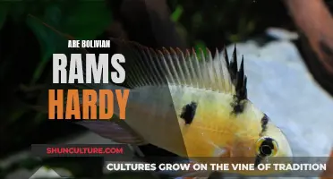 Bolivian Rams: Hardy Fish for Your Aquarium?