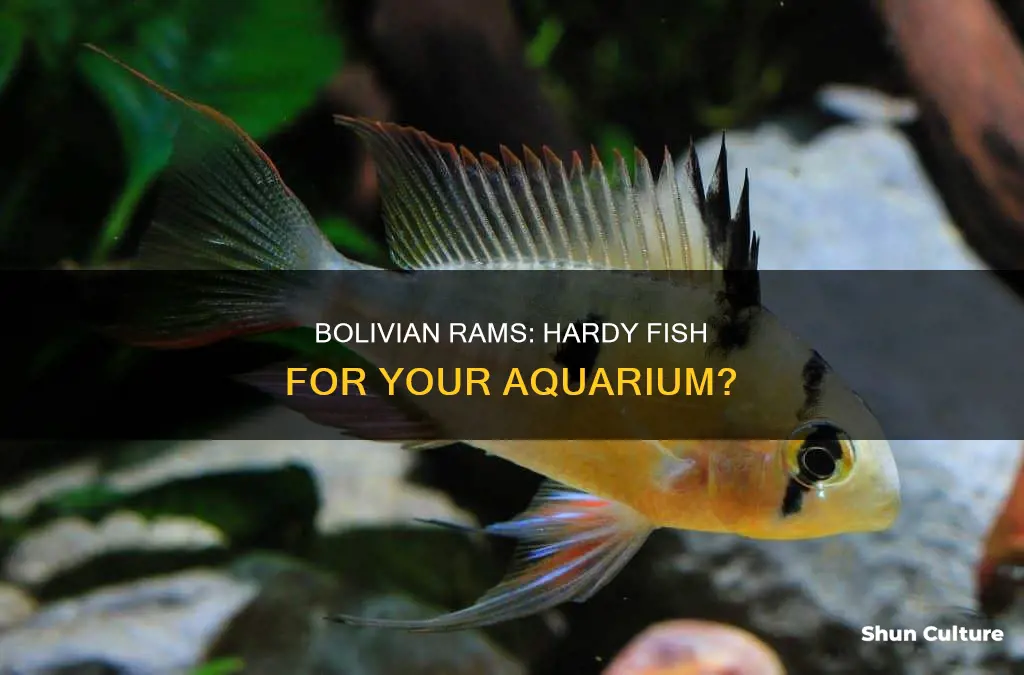 are bolivian rams hardy