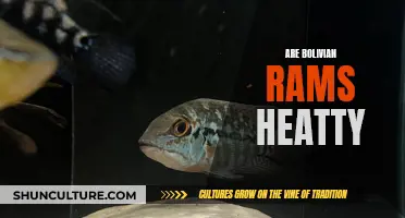 Bolivian Rams: Aggressive or Peaceful Fish for Your Aquarium?