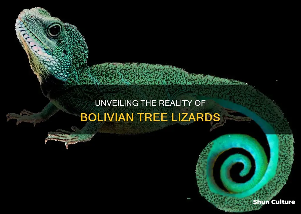 are bolivian tree lizards resl