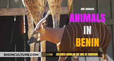Exploring the Bongo's Habitat: Are They Native to Benin?