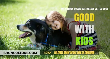 Border Collie-Aussie Mix: Kid-Friendly Super-Dogs?
