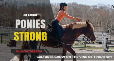 Bosnian Ponies: Unveiling Their Strength, Endurance, and Unique Abilities