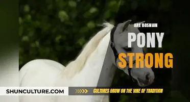 Bosnian Pony Strength: Uncovering the Power of These Hardy Equines