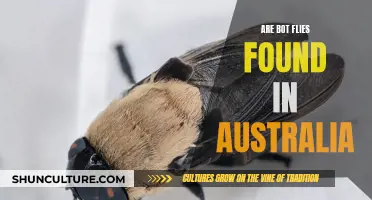 Bot Flies in Australia: What You Need to Know