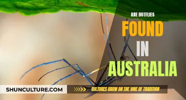 Botflies in Australia: An Unwanted Visitor?
