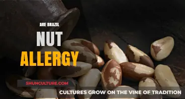 Understanding Brazil Nut Allergies: Symptoms, Risks, and Safe Alternatives