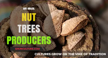 Brazil Nut Trees: Understanding Their Role as Producers in Ecosystems