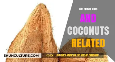 Brazil Nuts vs. Coconuts: Exploring Their Botanical Relationship and Differences