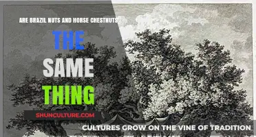 Brazil Nuts vs. Horse Chestnuts: Unraveling the Nutty Confusion