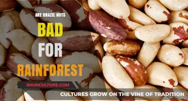 Brazil Nuts and Rainforest Impact: Sustainable Harvesting or Environmental Threat?