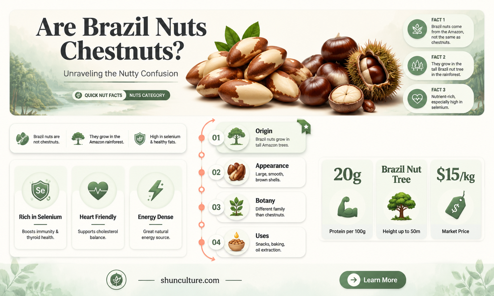 are brazil nuts chestnuts