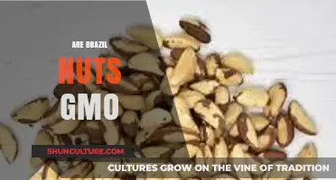 Are Brazil Nuts Genetically Modified? Uncovering the Truth About GMOs