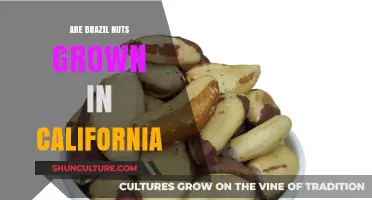 Are Brazil Nuts Grown in California? Uncovering the Nut's True Origin