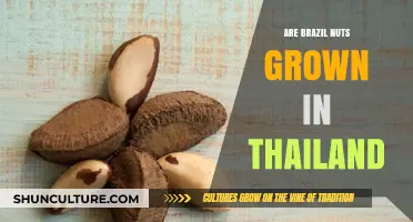 Are Brazil Nuts Grown in Thailand? Uncovering the Nut's Origin