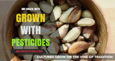 Are Brazil Nuts Grown with Pesticides? Uncovering the Truth