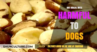 Can Dogs Eat Brazil Nuts? Potential Risks and Safe Alternatives