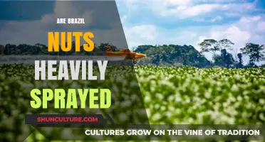 Are Brazil Nuts Heavily Sprayed? Uncovering Pesticide Use in Nut Farming
