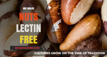 Are Brazil Nuts Lectin-Free? Uncovering the Truth for a Healthy Diet