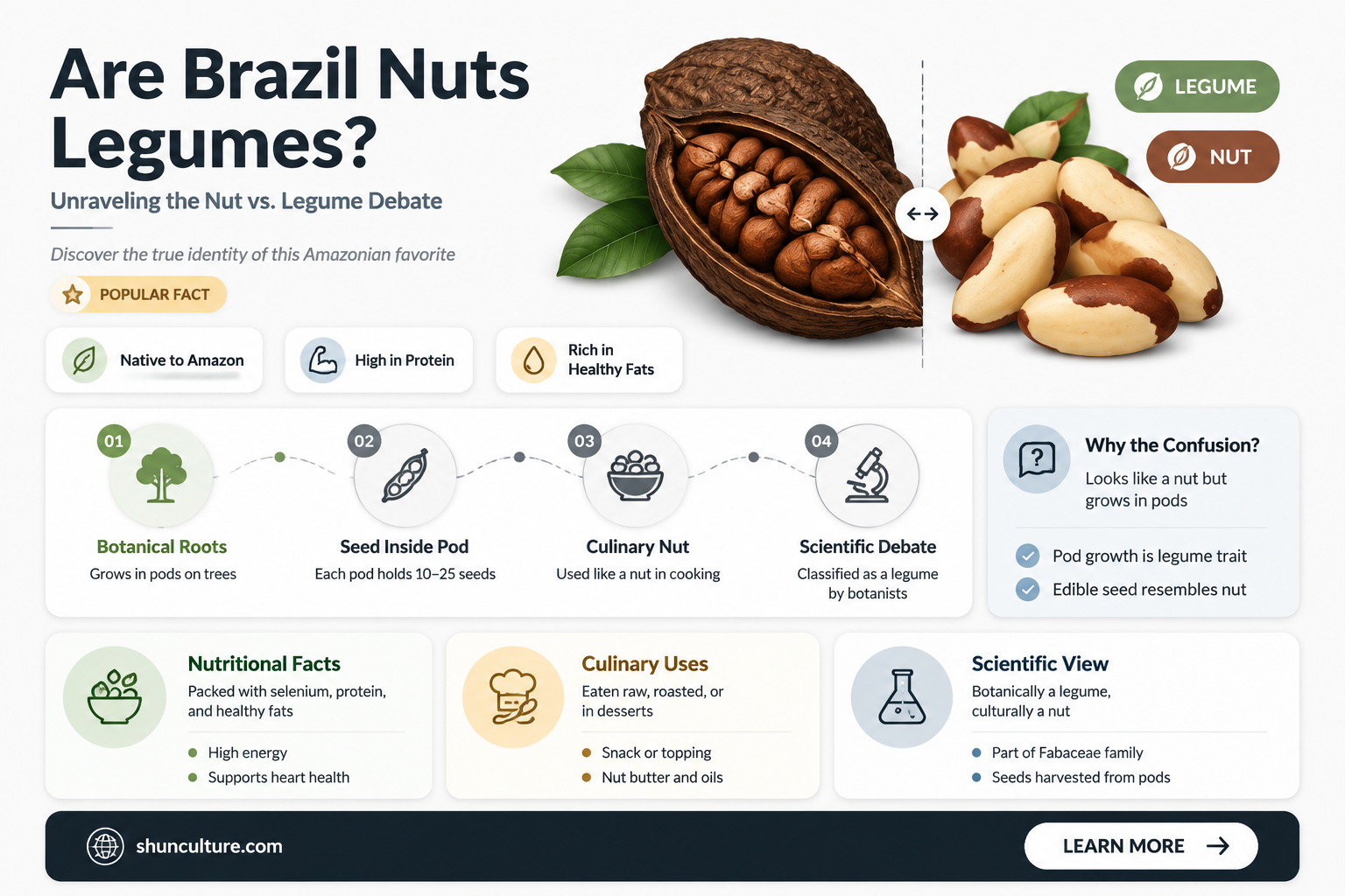 are brazil nuts a legume