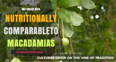 Brazil Nuts vs. Macadamias: A Nutritional Comparison for Health Enthusiasts