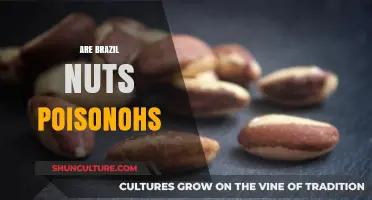 Are Brazil Nuts Poisonous? Uncovering the Truth About Their Safety