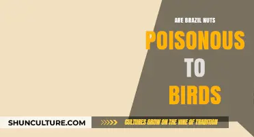 Are Brazil Nuts Safe for Birds? Uncovering the Toxicity Truth