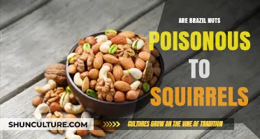 Are Brazil Nuts Safe for Squirrels? Uncovering the Toxic Truth