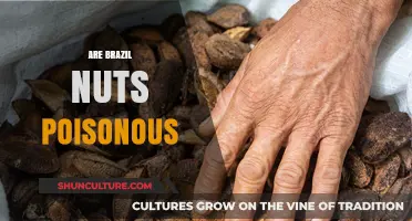 Are Brazil Nuts Poisonous? Uncovering the Truth About Their Safety