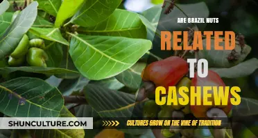Brazil Nuts and Cashews: Uncovering Their Botanical Relationship