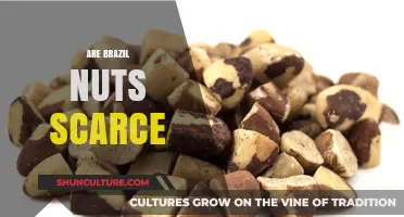 Are Brazil Nuts Becoming Scarce? Exploring Availability and Sustainability Concerns