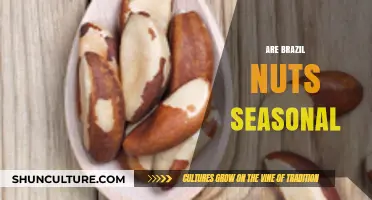 Are Brazil Nuts Seasonal? Understanding Their Harvest and Availability