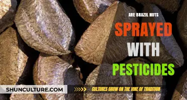 Are Brazil Nuts Sprayed with Pesticides? The Truth Revealed