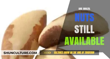 Are Brazil Nuts Still Available? Exploring Their Current Market Presence
