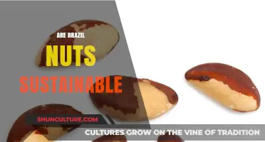 Are Brazil Nuts Sustainable? Exploring Their Environmental Impact and Future