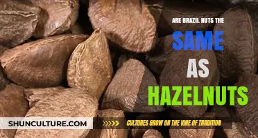 Brazil Nuts vs. Hazelnuts: Unraveling the Nutty Differences and Similarities