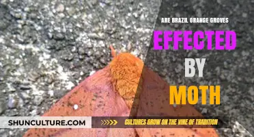 Moth Impact on Brazil's Orange Groves: A Growing Concern