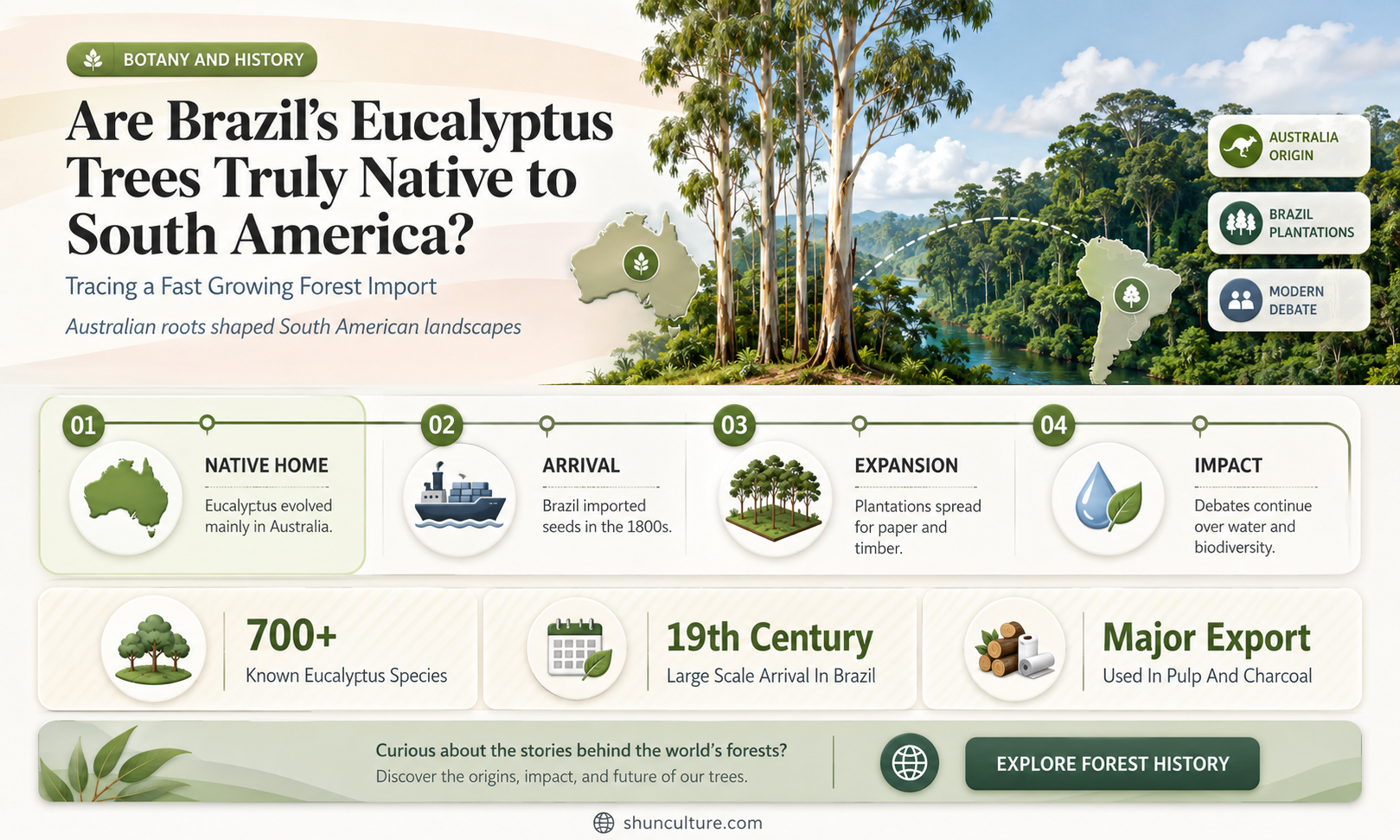 are eucalyptus trees in brazil native to south america